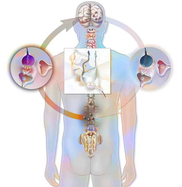 Pain Path Its Inhibition Spinal Cord — Stockfoto