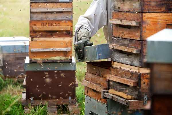 Μέλισσες Εκδιώκονται Από Τις Κυψέλες Τους Ενώ Μέλι Τους Συλλέγεται — Φωτογραφία Αρχείου