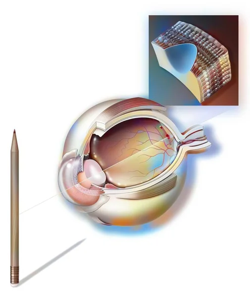 Eye Visualized Image Refracted Lens Cornea Retina — Stock Photo, Image