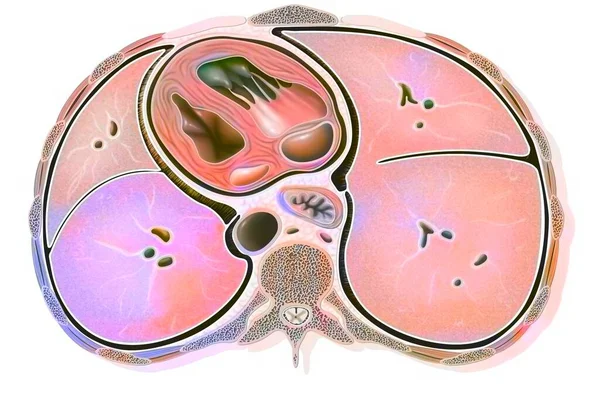 Cross Section Thorax Heart Lungs Esophagus Aorta — Stockfoto