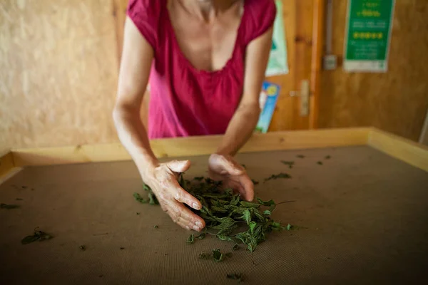 Herbalist Collects Leaves Nanah Mint Variety Spearmint Also Called Moroccan — Stock Photo, Image