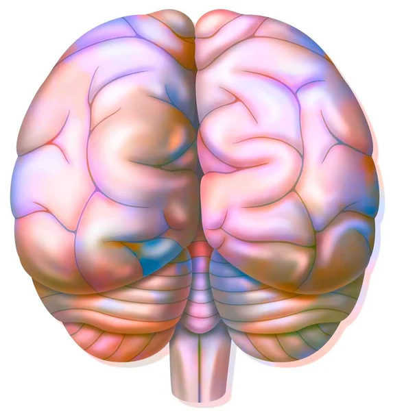 Brain Occipital Parietal Temporal Lobes Cerebellum — Fotografia de Stock