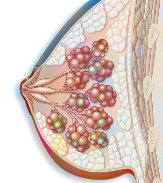 Breast anatomy (dark skin) with nipple, mammillary muscle.