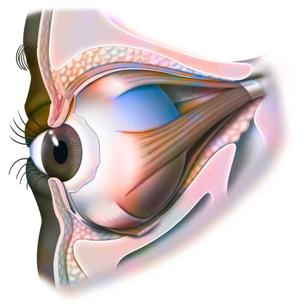 Anatomy Eye Eyelid Viewed Iris Pupil — Stock Photo, Image