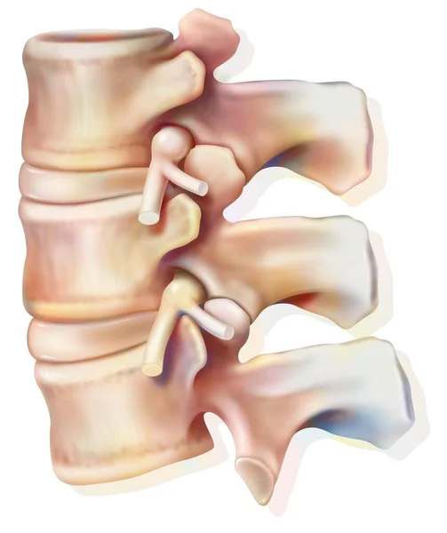 Lumbar Nerve Roots Spinal Nerves Coming Out Lumbar Vertebrae — Stok fotoğraf