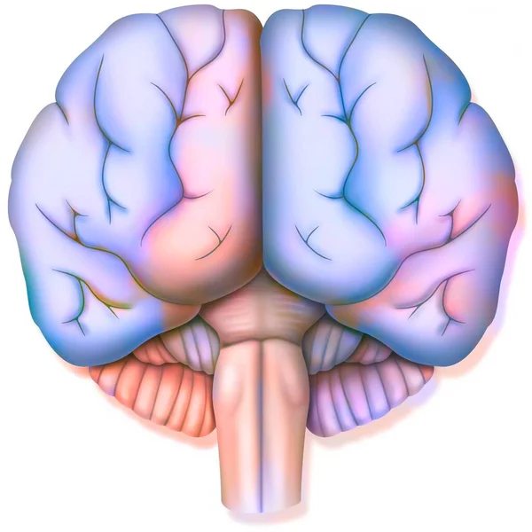 Brain Two Cerebral Hemispheres Cerebellum Brainstem — Foto Stock