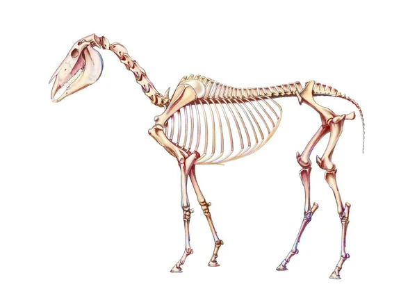 Representation Bone System Horse White Background — Stock fotografie