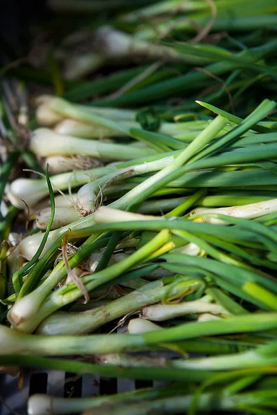 Organic Farming Working Directly Consumers Here Harvests New Onions — Stock Photo, Image