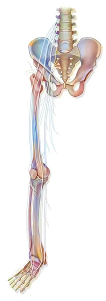 Anatomy Nerves Lower Limb Leg — Fotografia de Stock