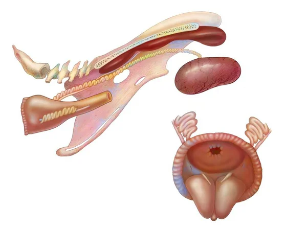 Rooster Reproductive System Anatomy Kidneys Ureters — 스톡 사진