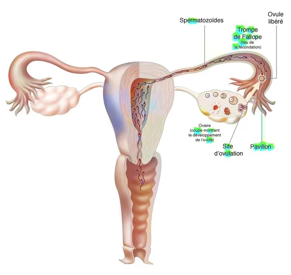 Female Genitalia Ovarian Cycle Ovulation Fertilization — Zdjęcie stockowe