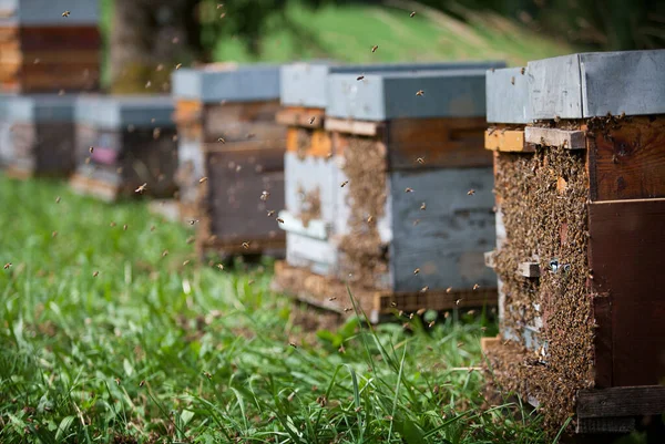 Пчёл Изгоняют Ульев Пока Мед Собирают — стоковое фото
