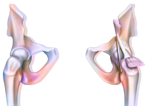 Bone Joint Hip Coxofemoral Joint Capsule — ストック写真