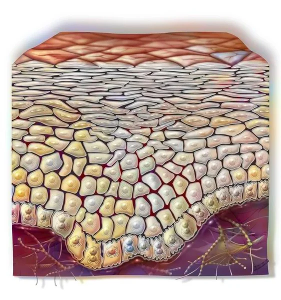 Cross section of healthy skin with layers: horny, grainy. .