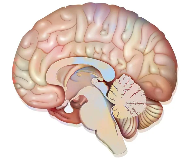 Среднее Сагиттальное Отделение Человеческого Мозга Показывающее Гипофиз — стоковое фото
