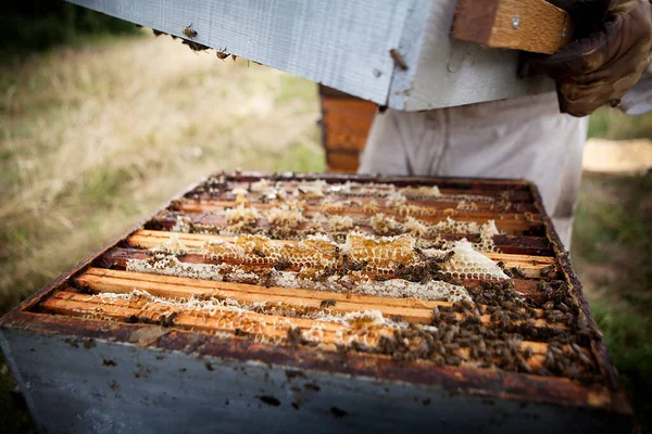 Beekeeper Collects Honey Collecting Upper Trays Hive — Stok Foto