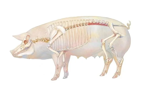 Anatomy Pig Its Bone System — Stok fotoğraf