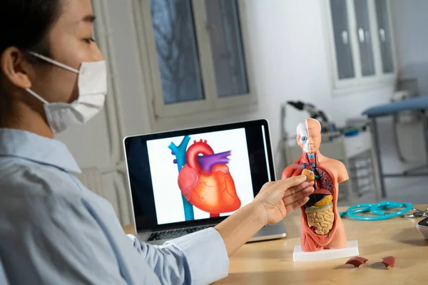 Anatomical Mannequin Teaching Human Organs — Stock Photo, Image