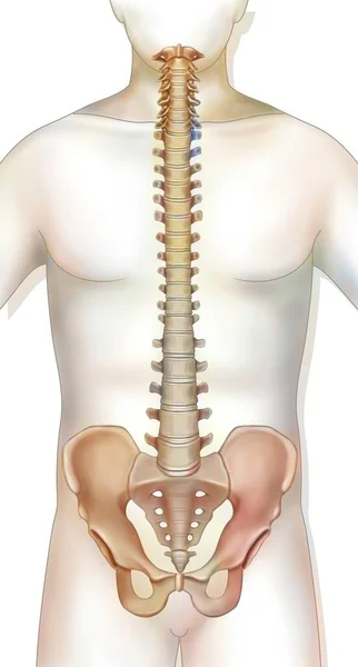 Vertebral Column Made Vertebrae Cervical Dorsal Lumbar — Foto Stock