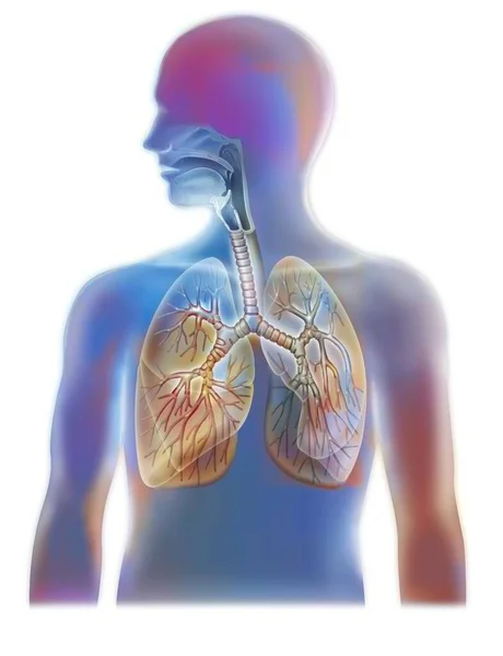 Анатомия Дыхательных Путей Показывающая Трахею Легкие — стоковое фото