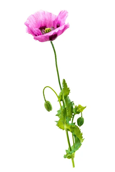 Purpel Opium Poppy Buds Flower White Background — Stockfoto