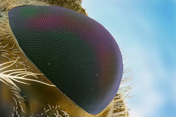 Eye Fly Viewed Sem Magnification 100X — ストック写真