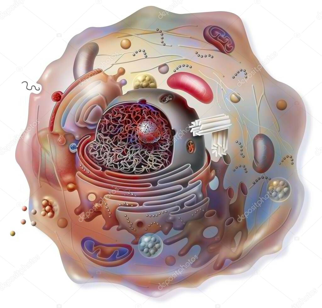 Cell sectional view with all the main organelles: nucleus, reticulum. .