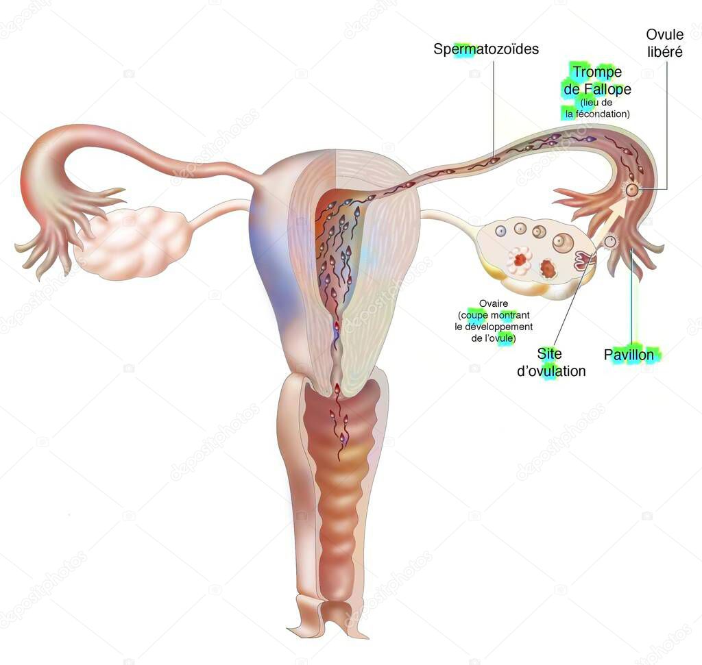 Female genitalia: ovarian cycle, ovulation and fertilization.