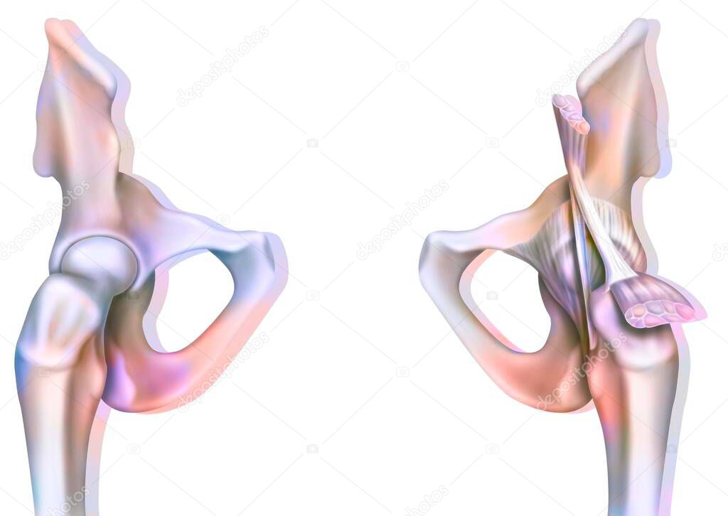 Bone joint of the hip without and with the coxofemoral joint capsule.