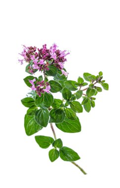 Branch of blooming oregano (origanus vulgare) on white background cutout.