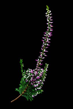 Sprig of heather (calluna vulgaris) close-up on white background cutout.
