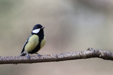 Great tit in a park in Paris, Ile de France, France.