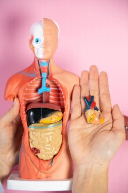 Anatomical mannequin for teaching human organs