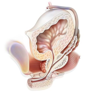 Anatomy of male urogenital system with ureter, bladder. .