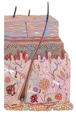 Section of skin with epidermis, dermis, hypodermis and lipid layer.