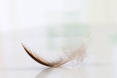 Feather. close-up view