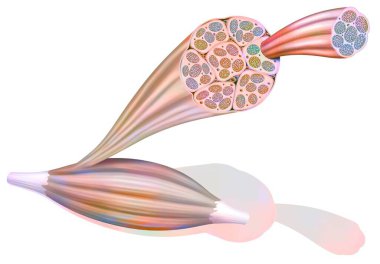 From muscle to muscle fiber: tendon, muscle, muscle fiber. .