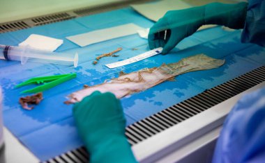 Preparation of skin samples for skin grafting.