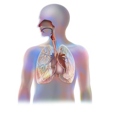 Anatomy of the trachea and lungs with the heart.