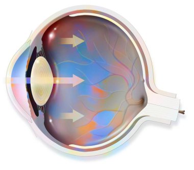 Anatomy of the eye whose arrows represent light and revealing the lens, retina, cornea, iris, choroid. .