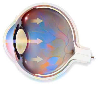 Anatomy of the eye whose arrows represent light and revealing the lens, retina, cornea, iris, choroid. . clipart