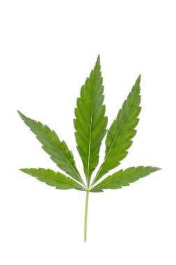 Conceptual image of a cannabis leaf isolated on a white background.