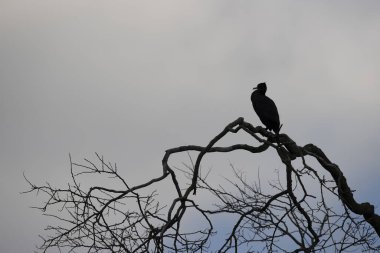 Great cormorant in a park in western Paris, Ile de France, France.
