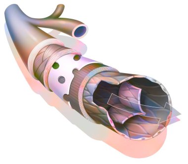 Anatomy of a large caliber vein with the outer tunica. .