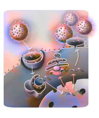 Penetration and replication of the H1N1 virus through a host cell.