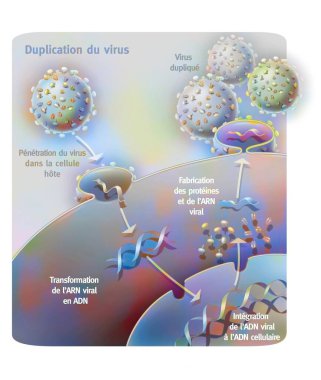 Penetration and replication of a retrovirus (example: AIDS) in a host cell.