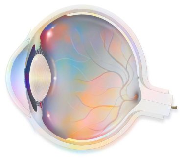 Anatomy section of the eye showing lens, retina, cornea, iris, choroid. .