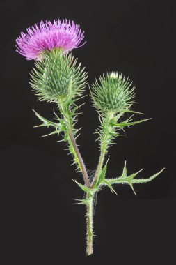 süt Thistle siyah arka plan üzerine 