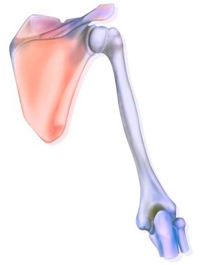 Shoulder and the bones that constitute it: the scapula, the humerus. .