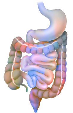 Digestive system with stomach, duodenum, small intestine, colon. clipart
